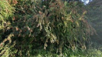 Bordean in Petersfield