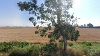 Borough Fen in Peterborough