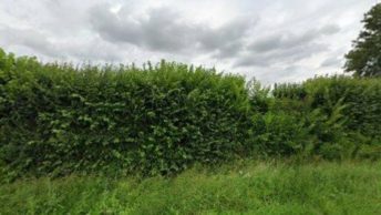 Great Canfield in Dunmow