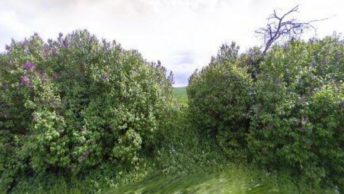 Little Bardfield in Braintree