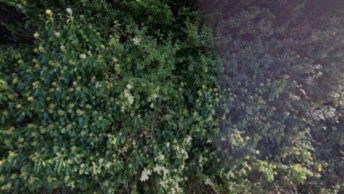 Noss Mayo in Plymouth