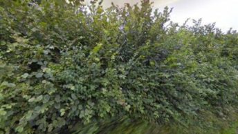 West Peckham in Maidstone