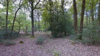Woodgreen in Fordingbridge